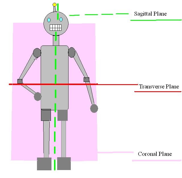 chapter 8 critical thinking anatomy